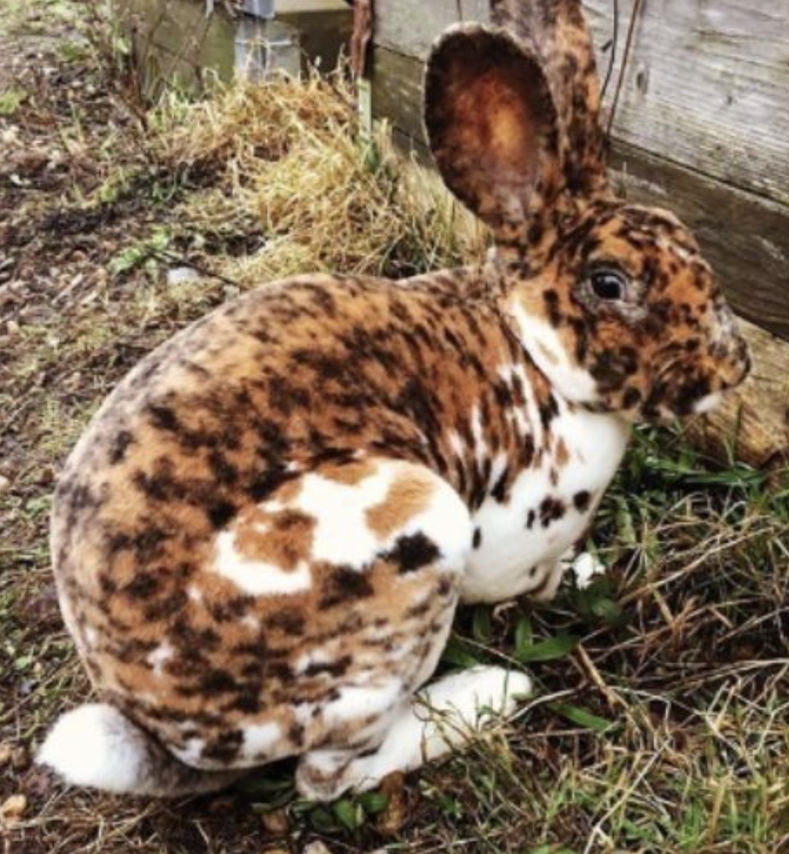 domestic rabbit